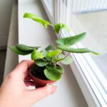 Hemionitis arifolia / Nagółka jarzębolistna / Paproć liście serduszkowe S - obrazek 16