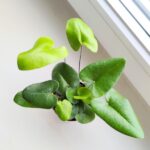 Hemionitis arifolia / Nagółka jarzębolistna / Paproć liście serduszkowe S