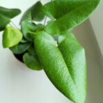 Hemionitis arifolia / Nagółka jarzębolistna / Paproć liście serduszkowe S - obrazek 15
