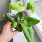 Hemionitis arifolia / Nagółka jarzębolistna / Paproć liście serduszkowe S - obrazek 14