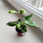 Hemionitis arifolia / Nagółka jarzębolistna / Paproć liście serduszkowe S - obrazek 13