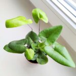 Hemionitis arifolia / Nagółka jarzębolistna / Paproć liście serduszkowe S - obrazek 12