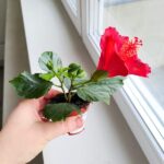 Hibiskus/Roża chińska - Hibiscus rosa sinensis RED - obrazek 6