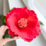 Hibiskus/Roża chińska - Hibiscus rosa sinensis RED - obrazek 5