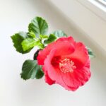 Hibiskus/Roża chińska - Hibiscus rosa sinensis RED