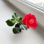 Hibiskus/Roża chińska - Hibiscus rosa sinensis RED - obrazek 3