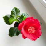 Hibiskus/Roża chińska - Hibiscus rosa sinensis RED - obrazek 2