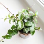 Hoya / Hoja MATHILDE SPLASH