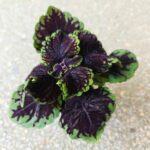 Koleus / Coleus Abbey Road - obrazek 2