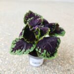 Koleus / Coleus Abbey Road - obrazek 5