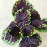 Koleus / Coleus Abbey Road