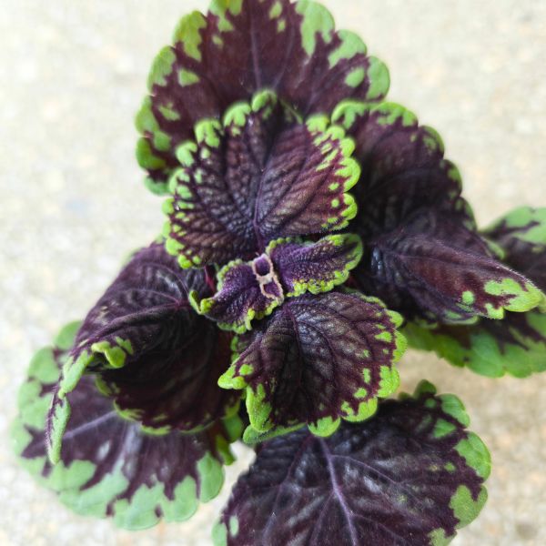 koleus coleus abbey road (3) Koleus / Coleus Abbey Road - obrazek 1
