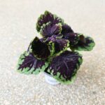 Koleus / Coleus Abbey Road - obrazek 3
