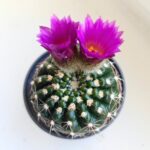 Mammilaria spinosissima