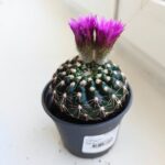 Mammilaria spinosissima - obrazek 11