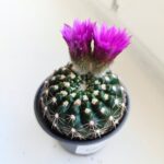 Mammilaria spinosissima - obrazek 6