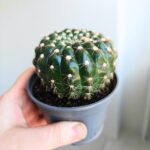 Mammilaria spinosissima - obrazek 5