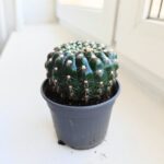 Mammilaria spinosissima - obrazek 4