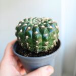 Mammilaria spinosissima - obrazek 3