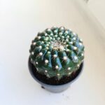Mammilaria spinosissima - obrazek 2