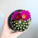 Mammilaria spinosissima - obrazek 8
