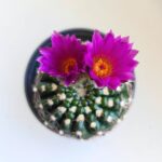 Mammilaria spinosissima - obrazek 9