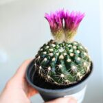 Mammilaria spinosissima - obrazek 10