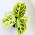 Maranta Golden Veins - maluch - obrazek 3