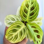 Maranta Golden Veins - maluch - obrazek 2