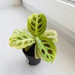 Maranta Golden Veins - maluch - obrazek 8