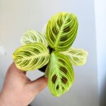 Maranta Golden Veins - maluch - obrazek 7