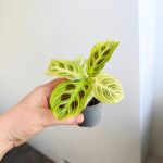 Maranta Golden Veins - maluch - obrazek 6