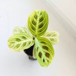 Maranta Golden Veins - maluch - obrazek 5