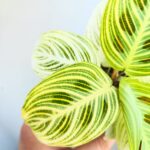 Maranta Golden Veins - maluch