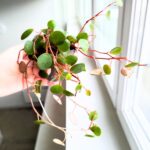 Peperomia Papperspot maluch - obrazek 4