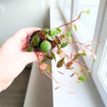 Peperomia Papperspot maluch - obrazek 9