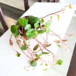 Peperomia Papperspot maluch - obrazek 8
