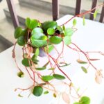 Peperomia Papperspot maluch - obrazek 6
