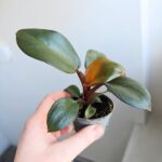 Philodendron / Filodendron Black Cardinal - obrazek 12