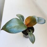 Philodendron / Filodendron Black Cardinal - obrazek 11
