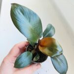 Philodendron / Filodendron Black Cardinal - obrazek 10