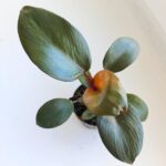 Philodendron / Filodendron Black Cardinal - obrazek 9