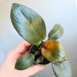 Philodendron / Filodendron Black Cardinal - obrazek 13