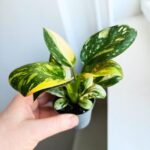 Filodendron / Philodendron Green Congo Hybrid S - obrazek 10