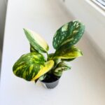 Filodendron / Philodendron Green Congo Hybrid S - obrazek 9