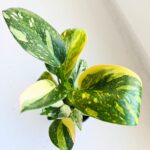 Filodendron / Philodendron Green Congo Hybrid S - obrazek 8