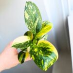 Filodendron / Philodendron Green Congo Hybrid S - obrazek 14