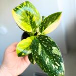 Filodendron / Philodendron Green Congo Hybrid S - obrazek 13
