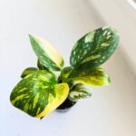 Filodendron / Philodendron Green Congo Hybrid S - obrazek 12