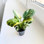 Filodendron / Philodendron Green Congo Hybrid S - obrazek 11